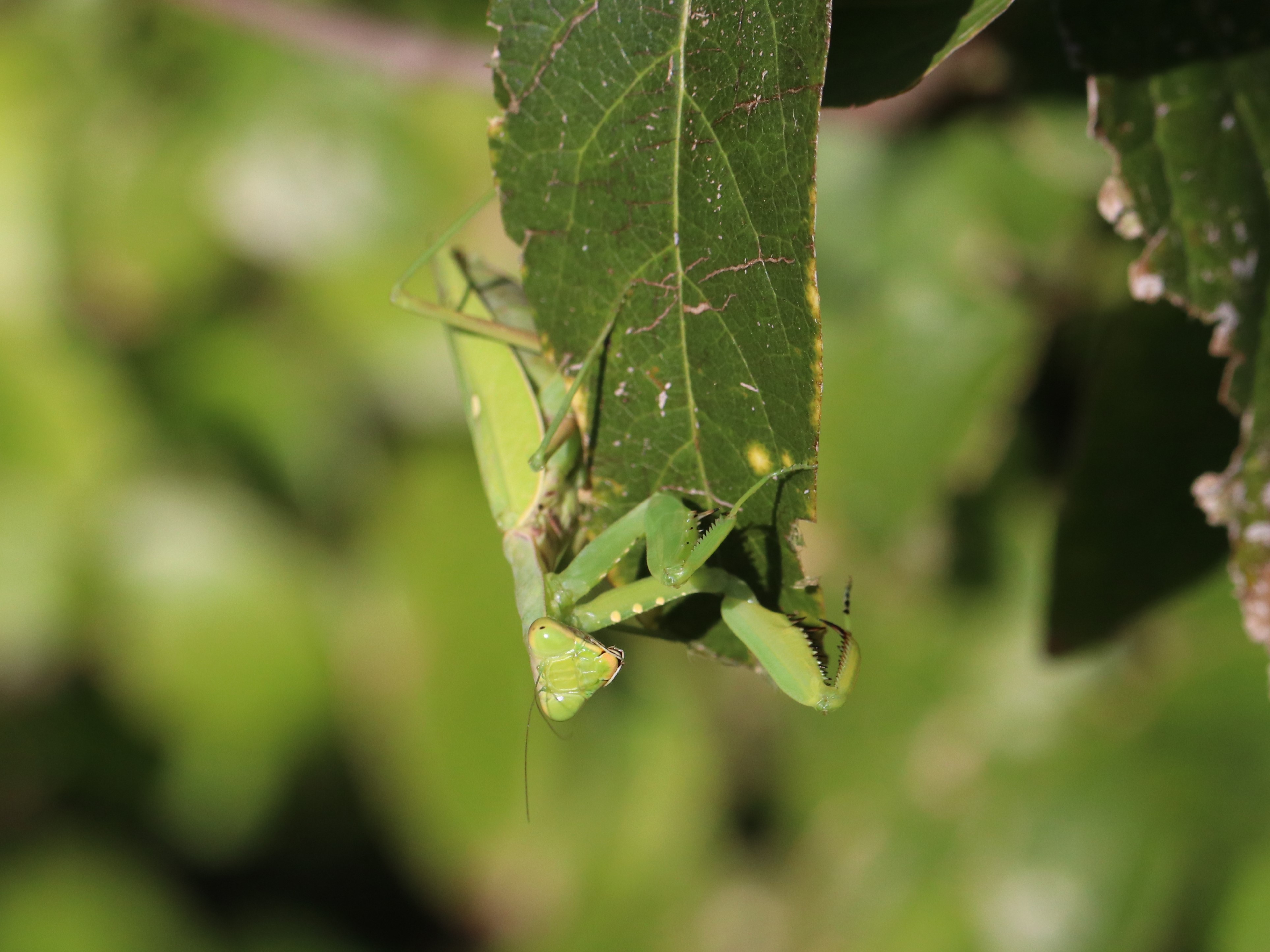 ハラビロカマキリ5